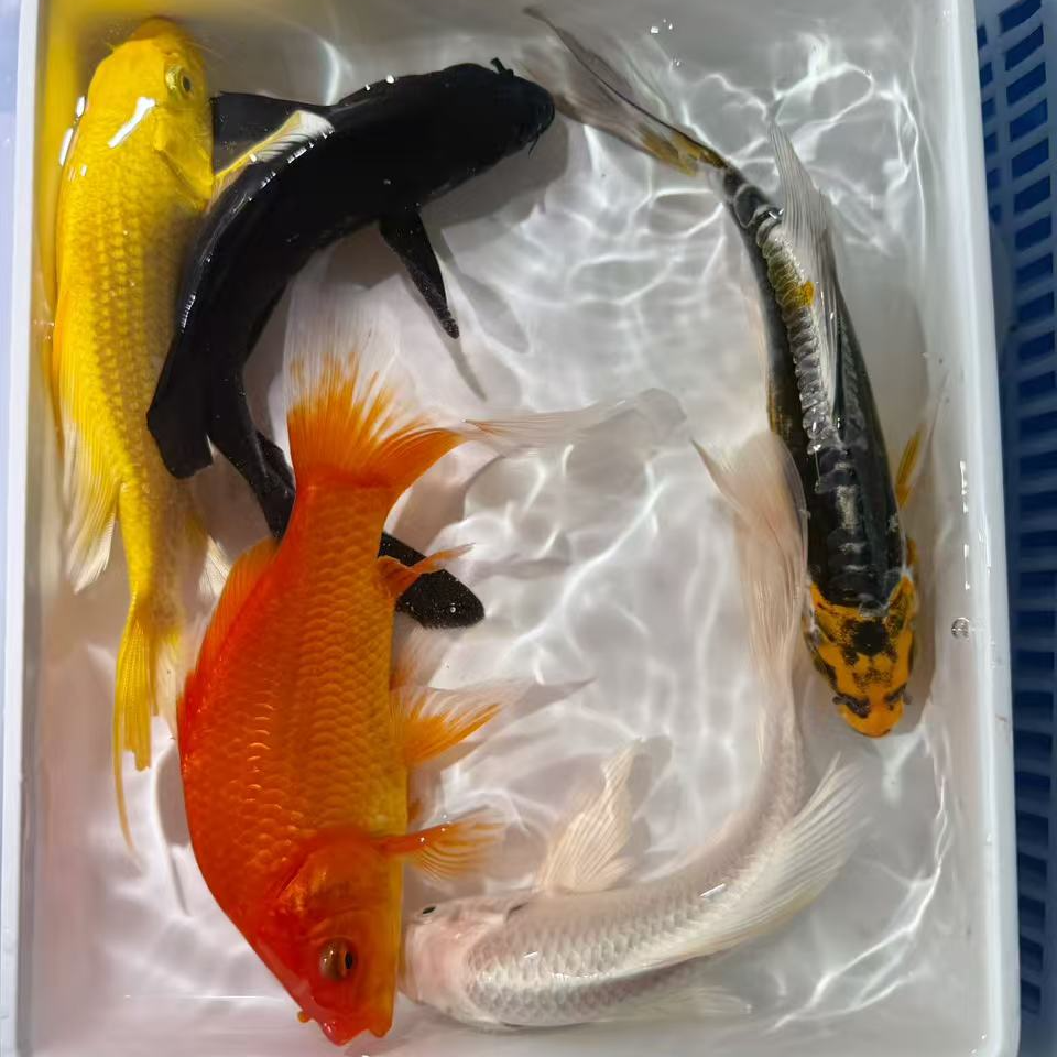 【1黄1红1白1黑1德龙】11-14冷水观赏鱼好养好活新手可养
