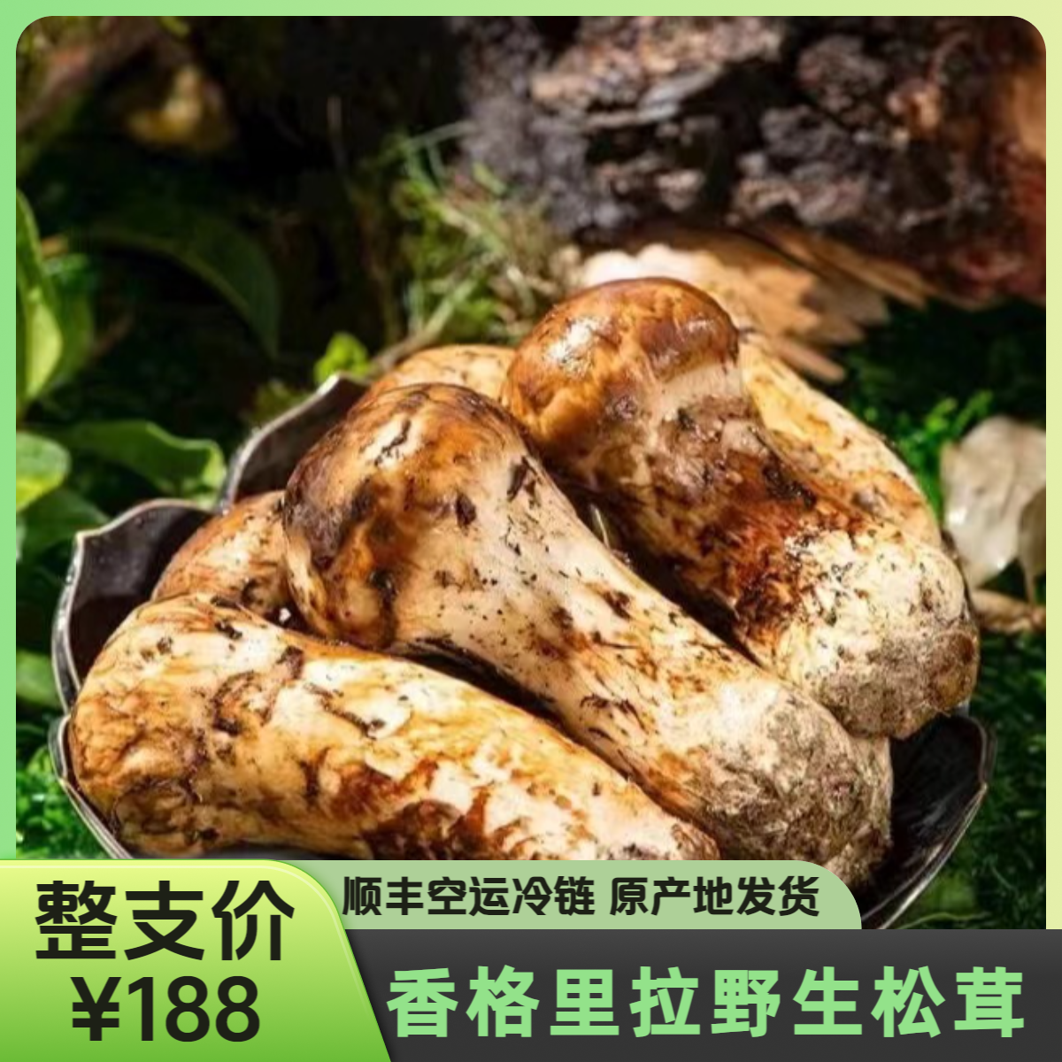 香格里拉【整支】出口级干冻冰鲜松茸【无添加无掺假】空运冷链