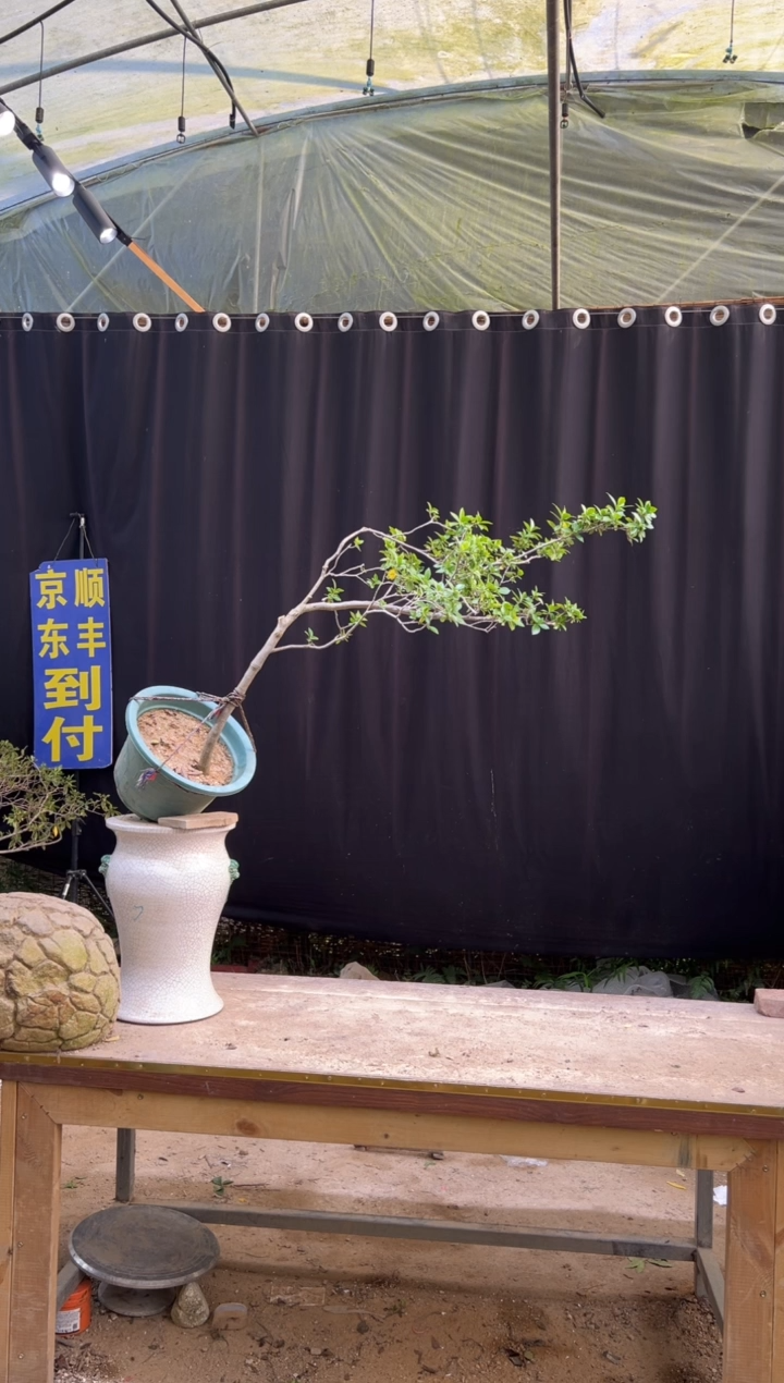 无花朵用****3海岛栀子花