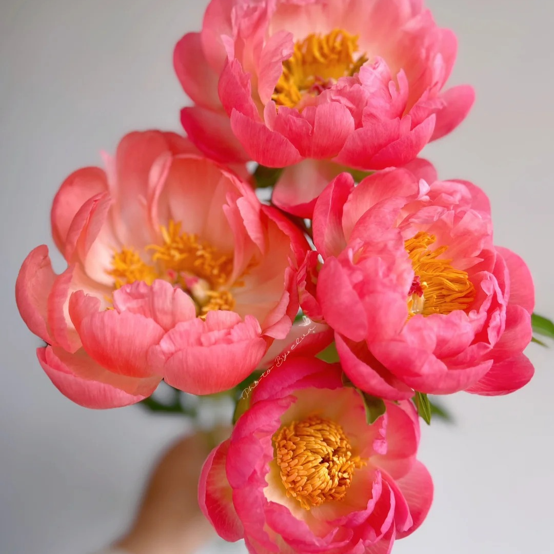 【王安官方店】珊瑚落日进口芍药基地直发高端花卉重瓣