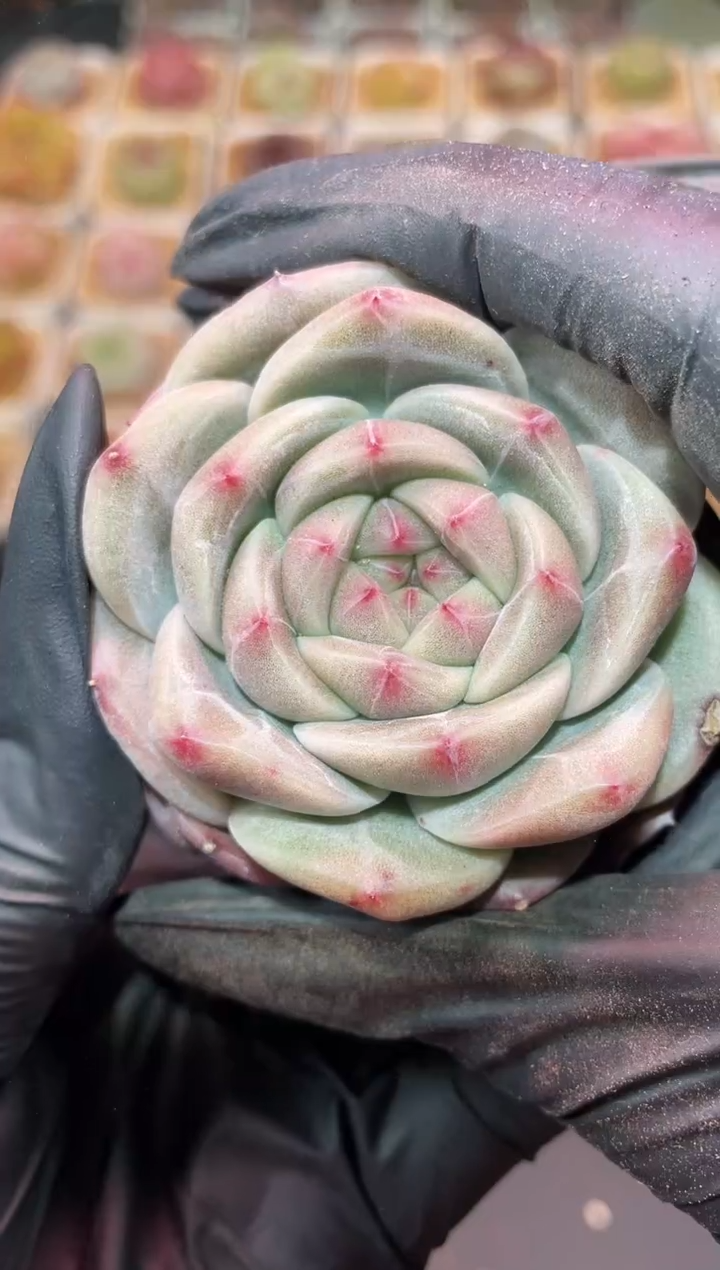 闪购464 朋克翡多肉一颗  5.5-6厘米