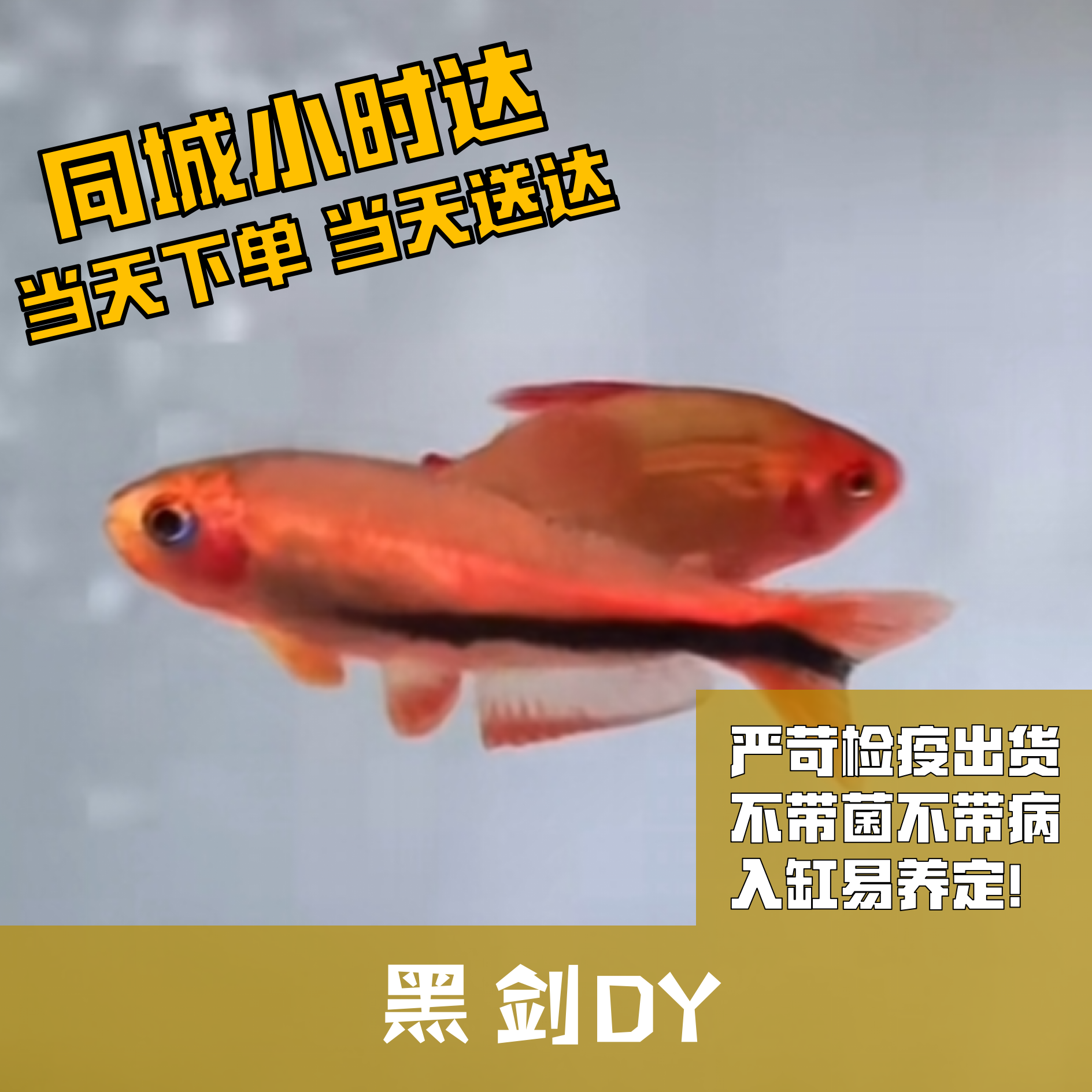 Boo小鱼黑箭DY小型灯科鱼