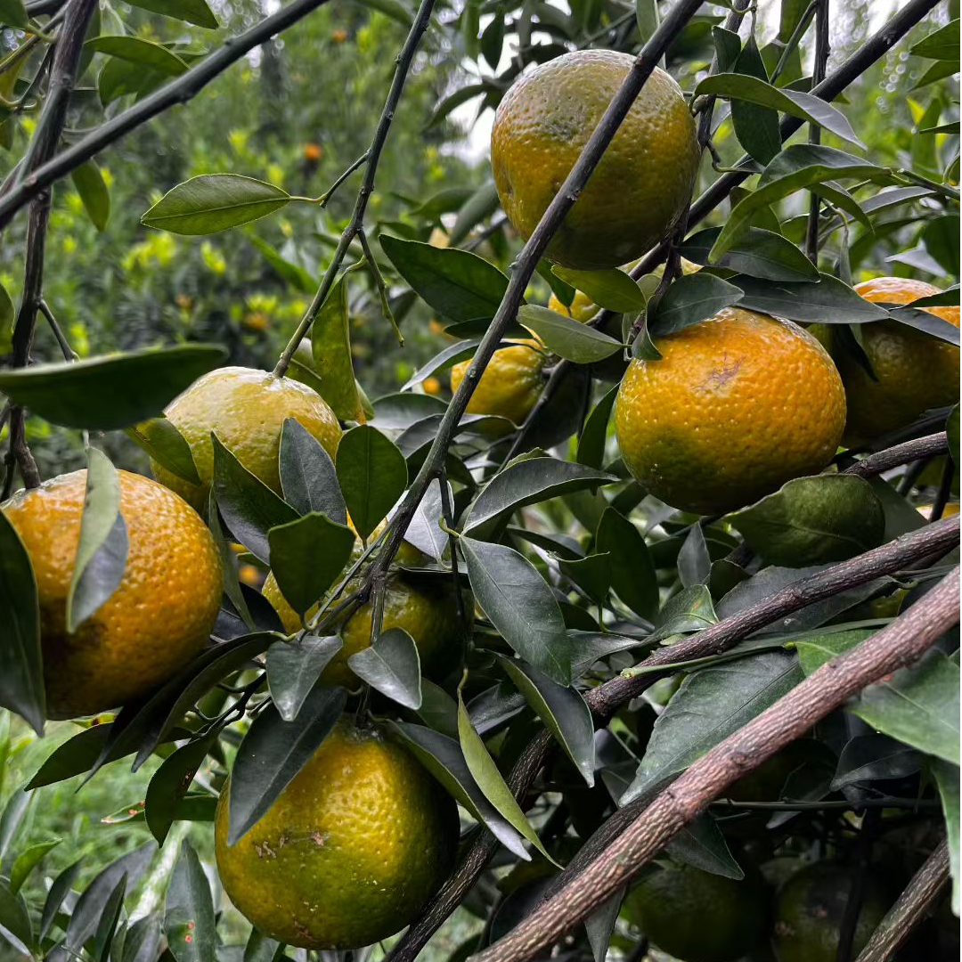 【2025二红皮 老树原种圈枝】 东甲牛比围产区 新会陈皮