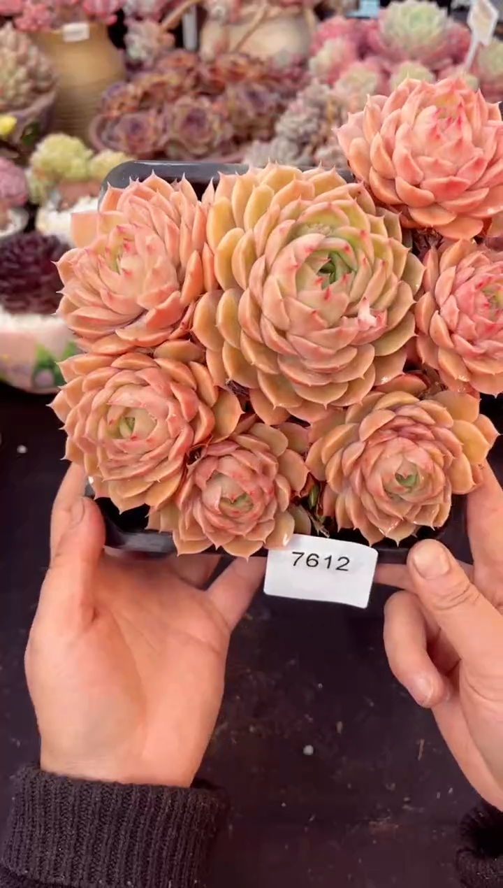 【闪购商品】7612昂斯洛多肉