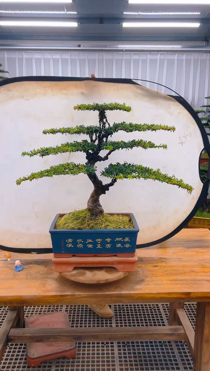 【闪购商品】紫砂精品盆景直播间一物一拍