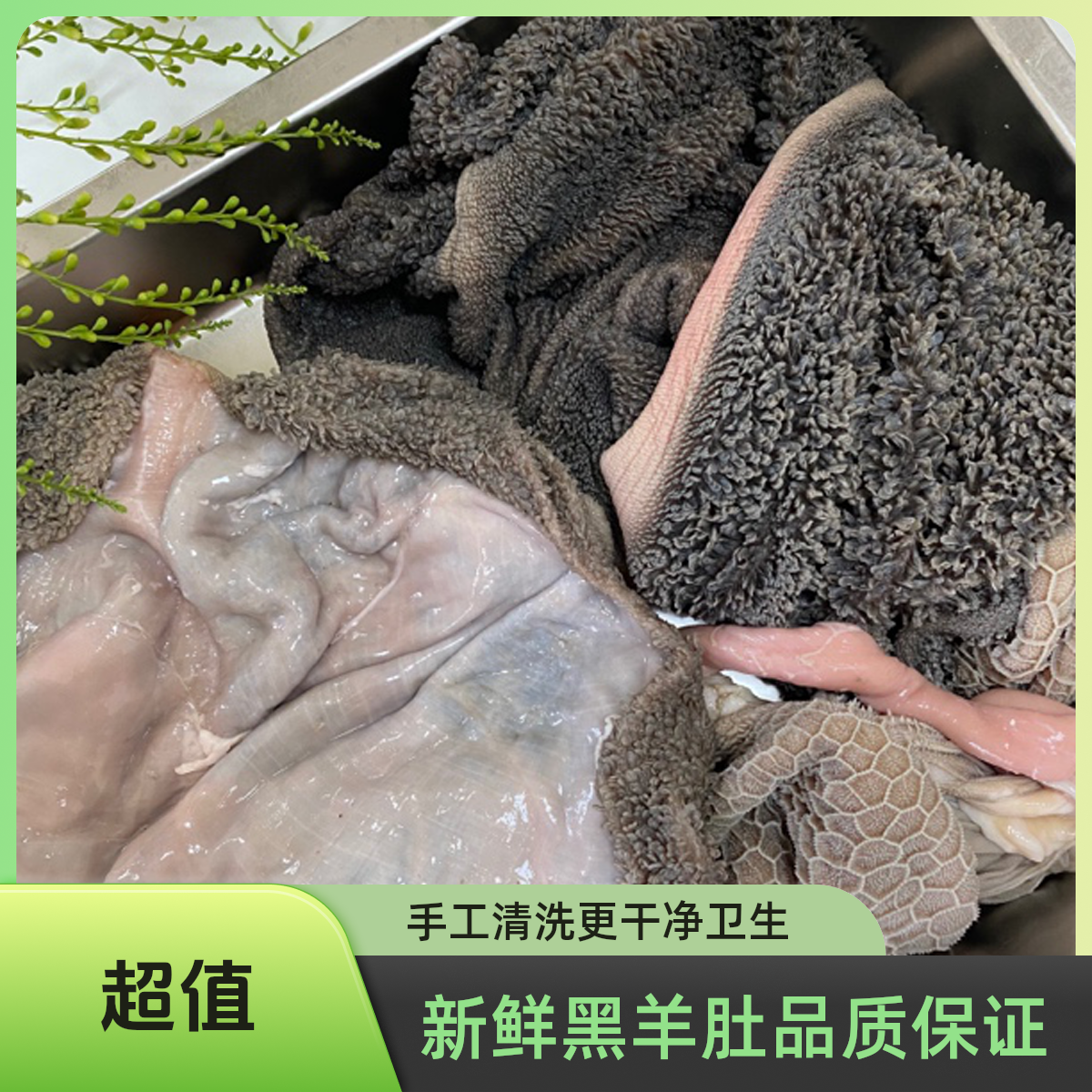 【鲜羊肚黑肚】带肚毛全羊肚绵羊肚清真羊杂内蒙古羊杂冷链温控发货