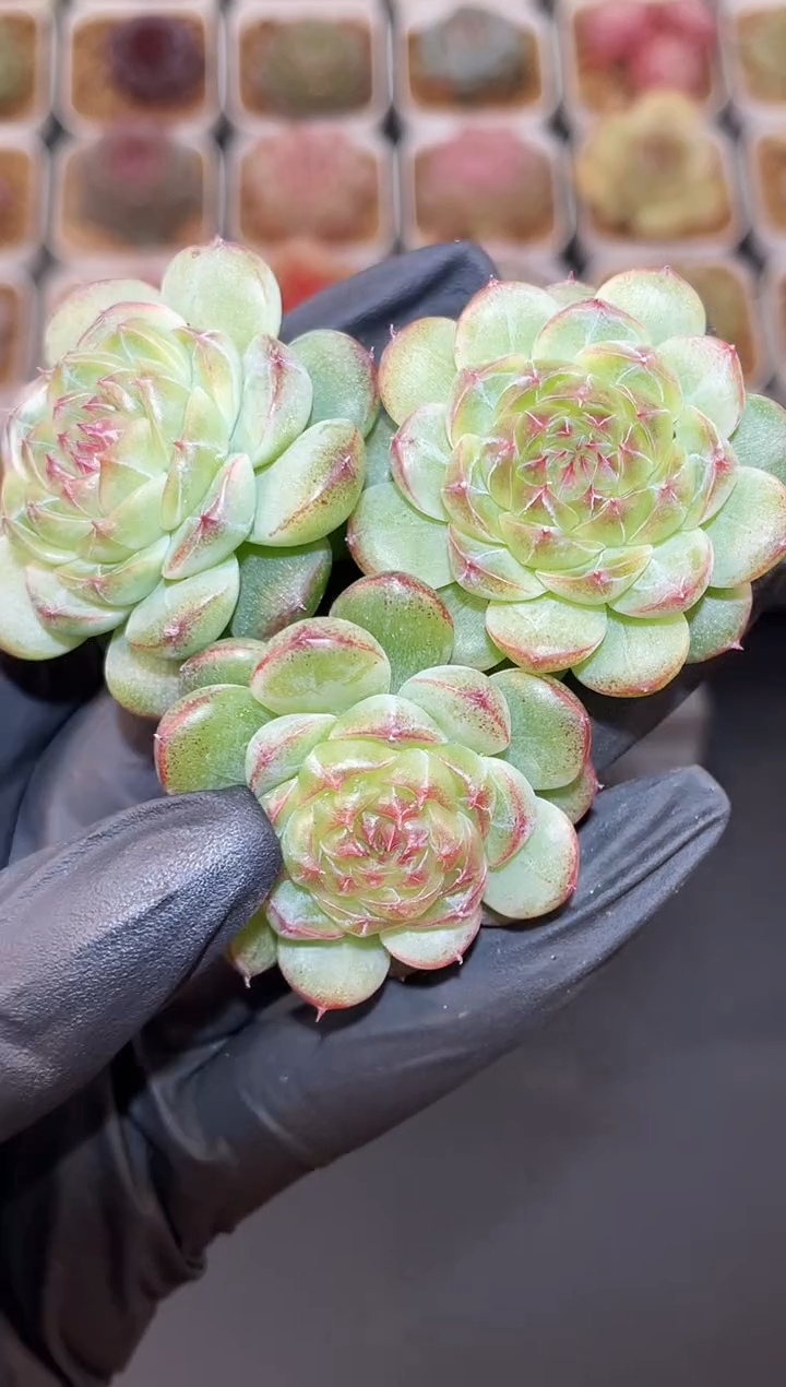 闪购3029 夜夜心多肉一颗  4厘米