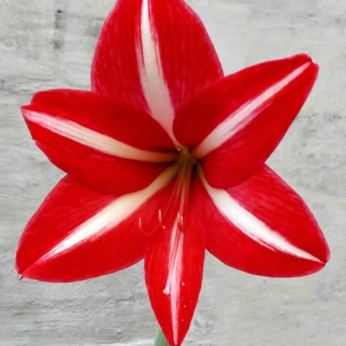 【周二组合】白肋香山3厘米+白肋芙蓉卷4厘米带侧朱顶红裸球球根