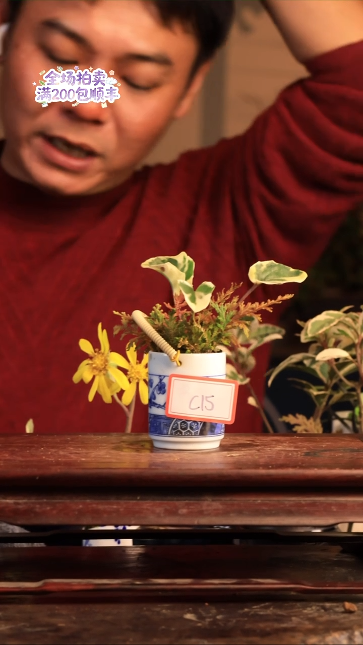 完全开放C15草本植物 不包邮