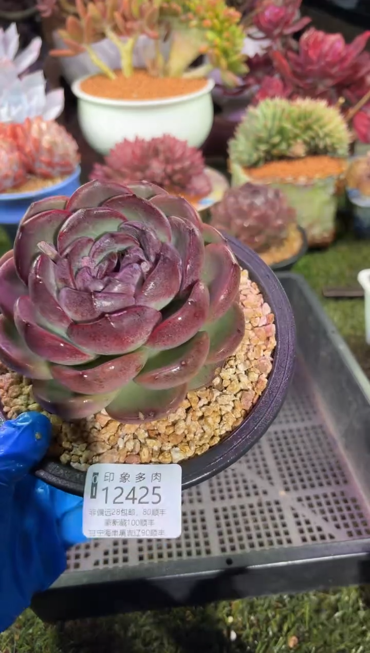 【闪购商品】12425