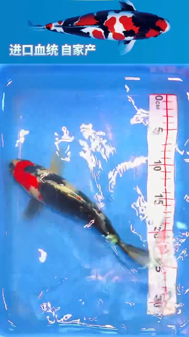 锦鲤福鲤源精选--38