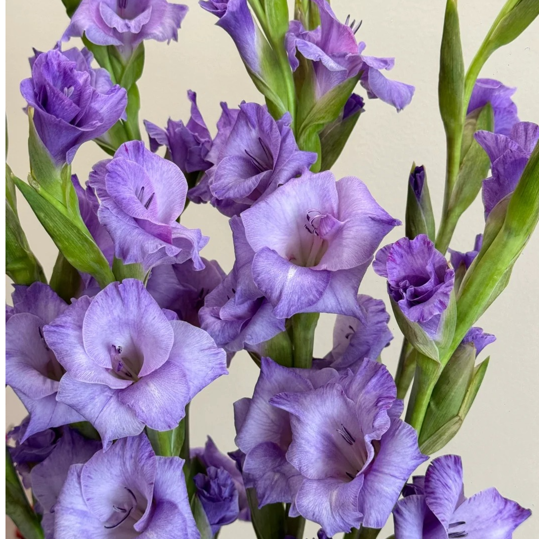 朝阳凌源剑兰鲜花紫色鲜切花唐菖蒲花水养插花办公室水养顺丰包邮