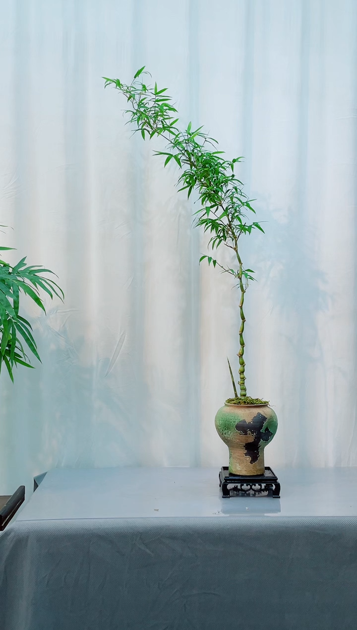 无花朵竹子盆景竹子盆景