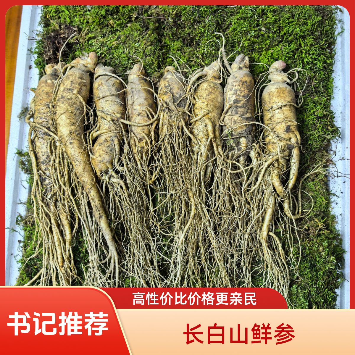 【书记推荐】单根50克左右长白山新鲜人参可煲汤泡酒泡茶营养滋补