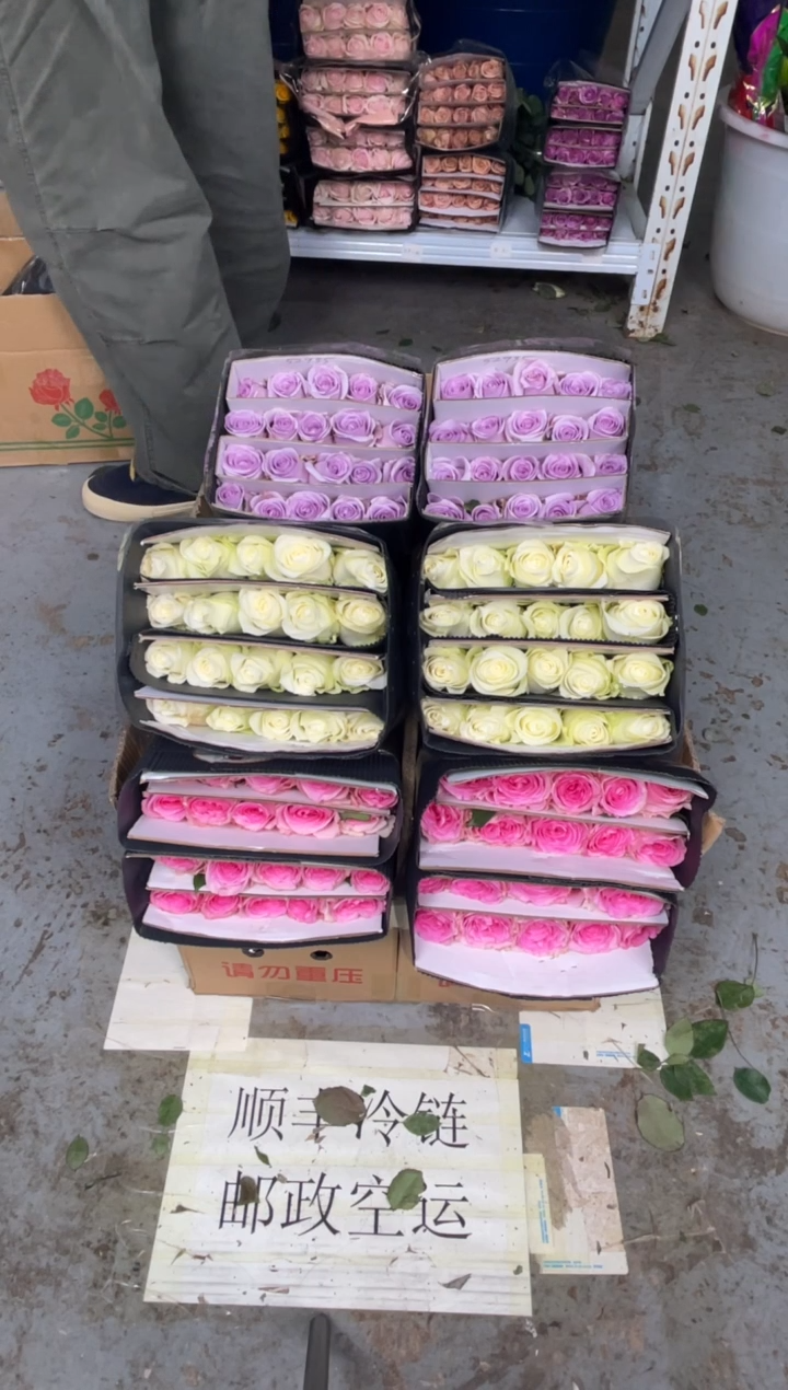 洛神20枝+骄傲20枝+海洋之歌20枝