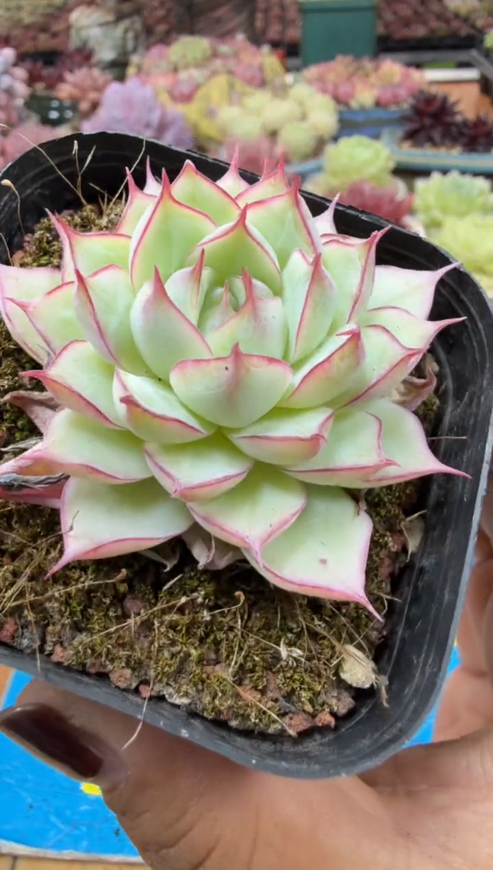 东云多肉园二店-110