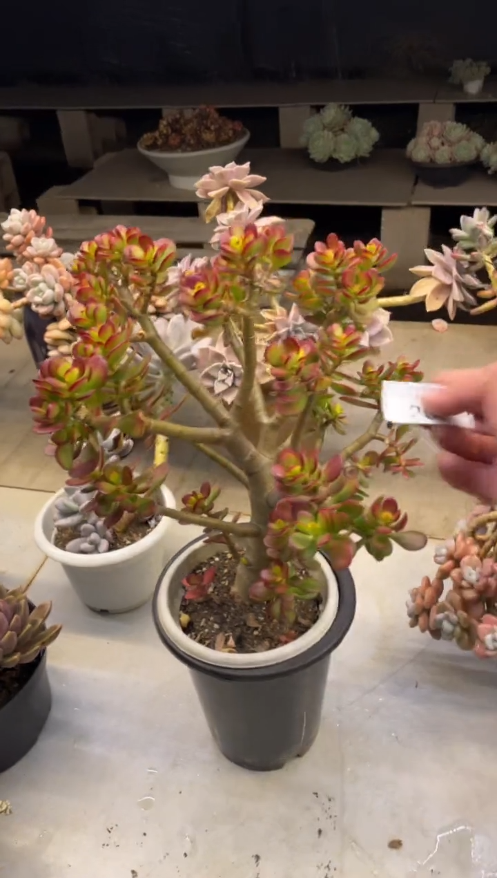 【闪购商品】308玉树