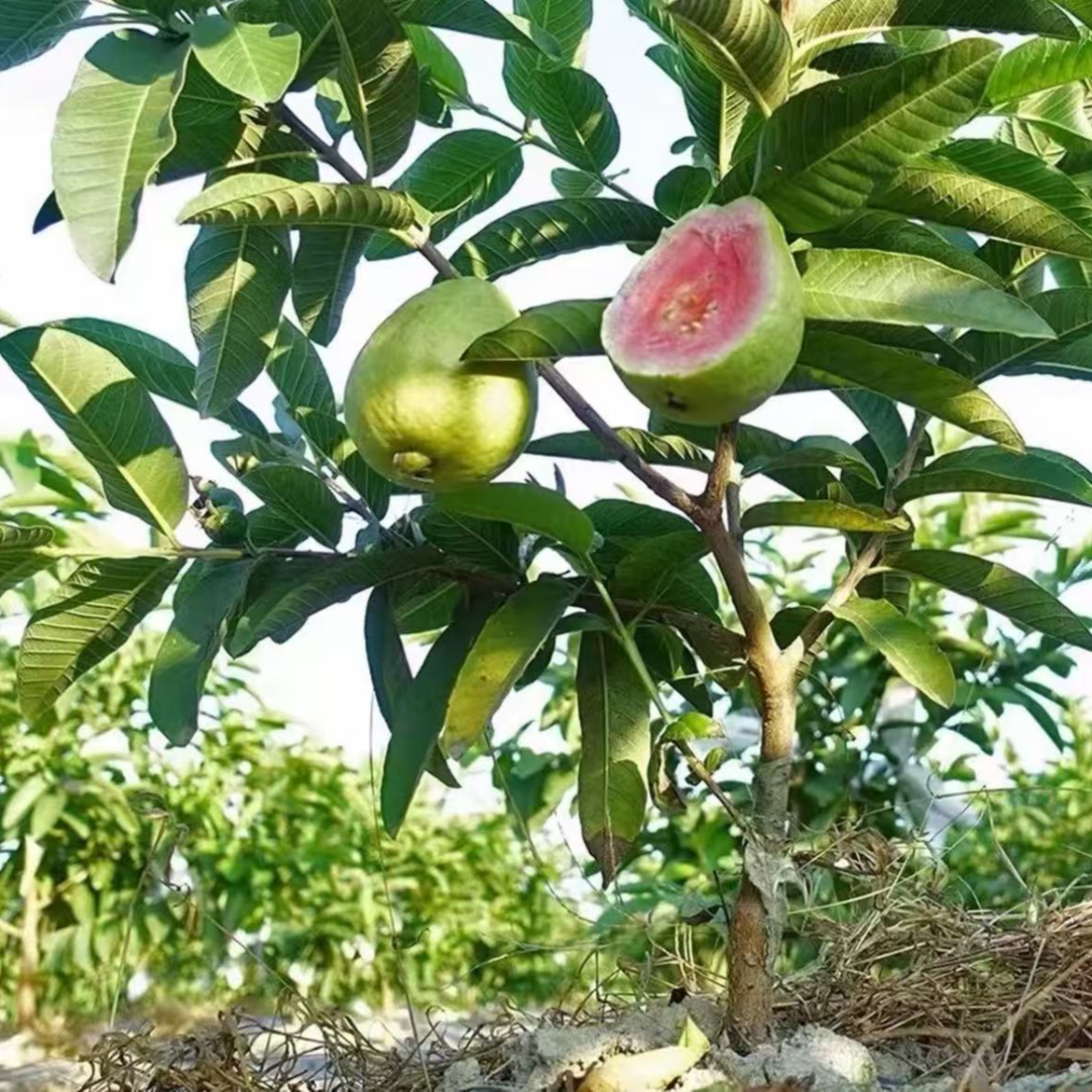 红宝石芭乐果树苗