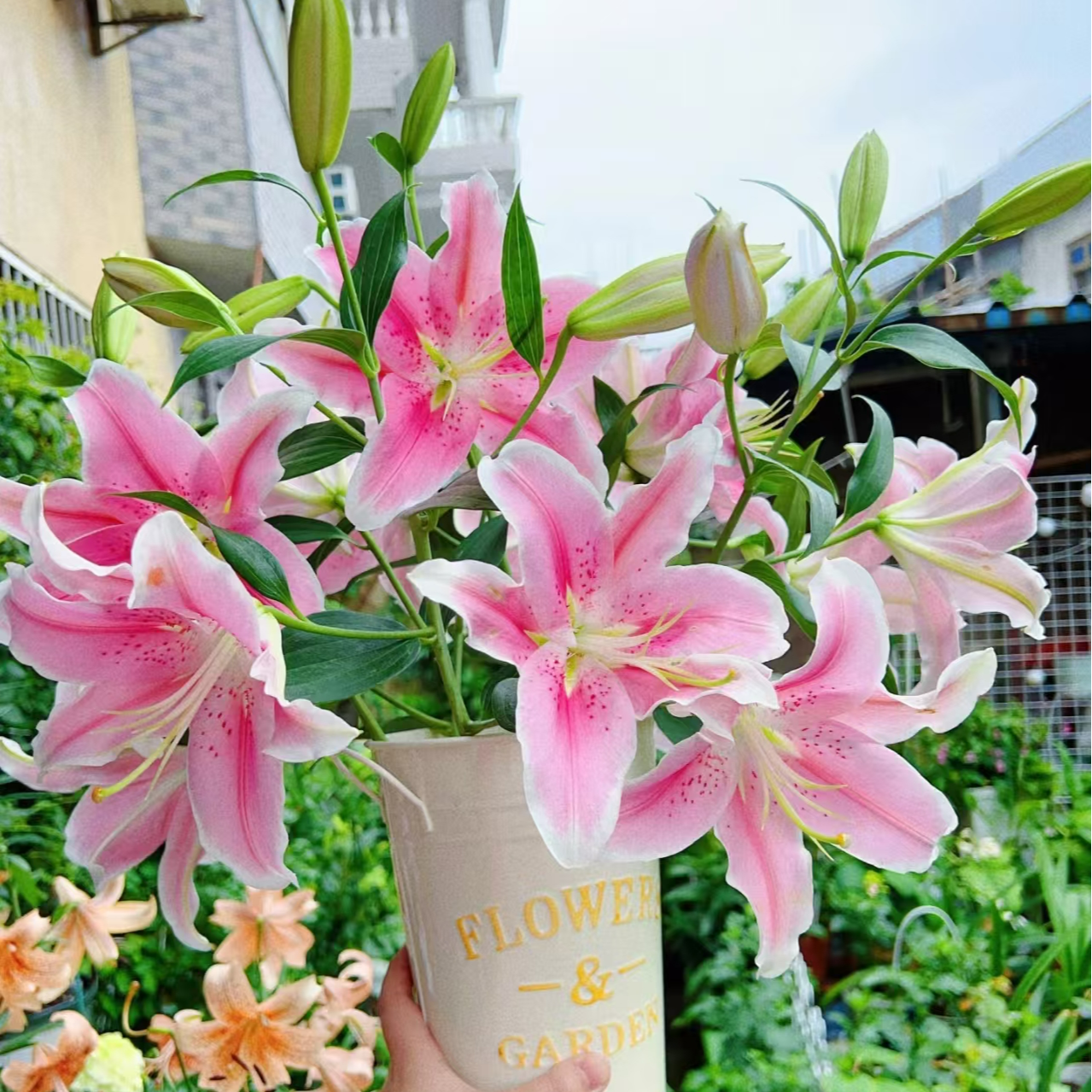 索尔邦粉百合（5枝至少19~20花)(轻微黄边不售后）