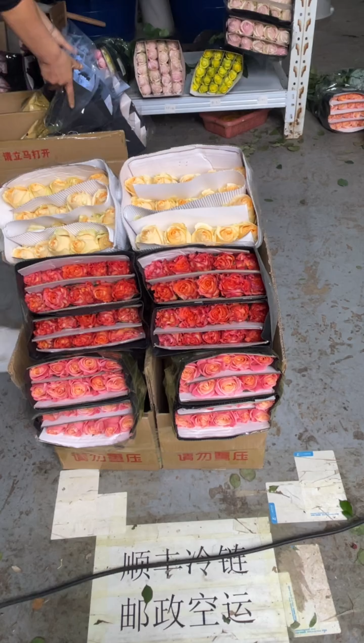 朱小姐20枝+火灵鸟20枝+香槟20枝