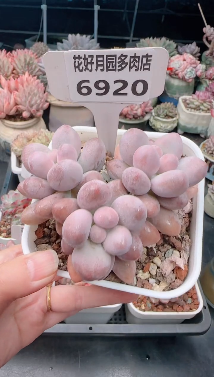【闪购商品】6920粉色恋人