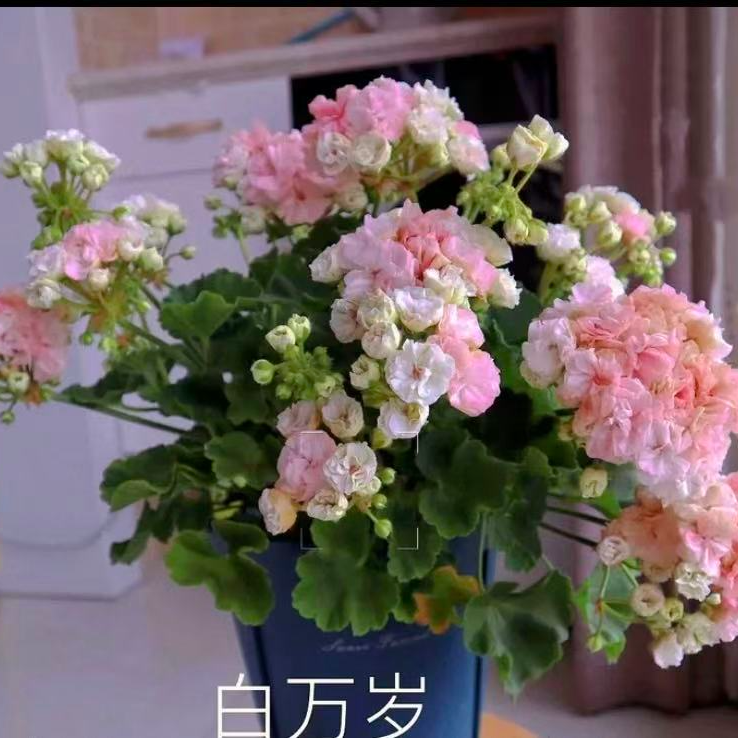 直立天竺葵白万岁（不拍保温不包冻损）