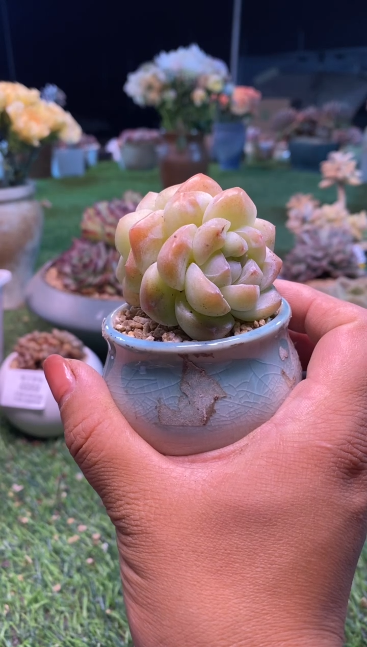 0060aa（满28包邮发货）