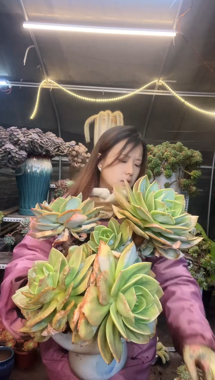 【闪购商品】特大号大白凤