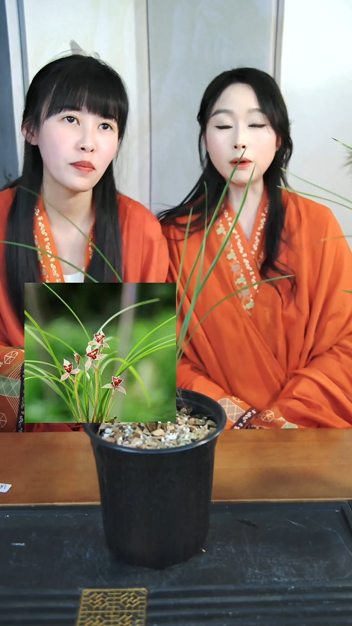 全部花苞莲瓣兰红满天带盆一物一拍