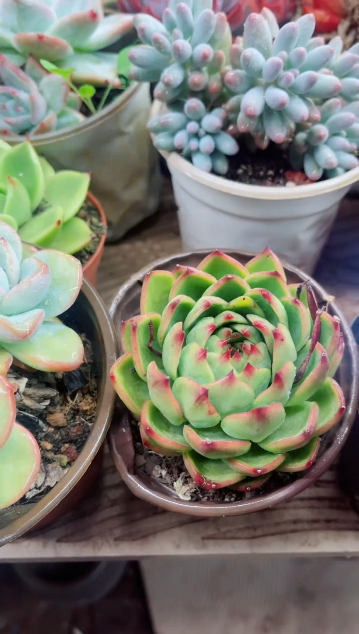 半**凉07003多肉植物一物一拍