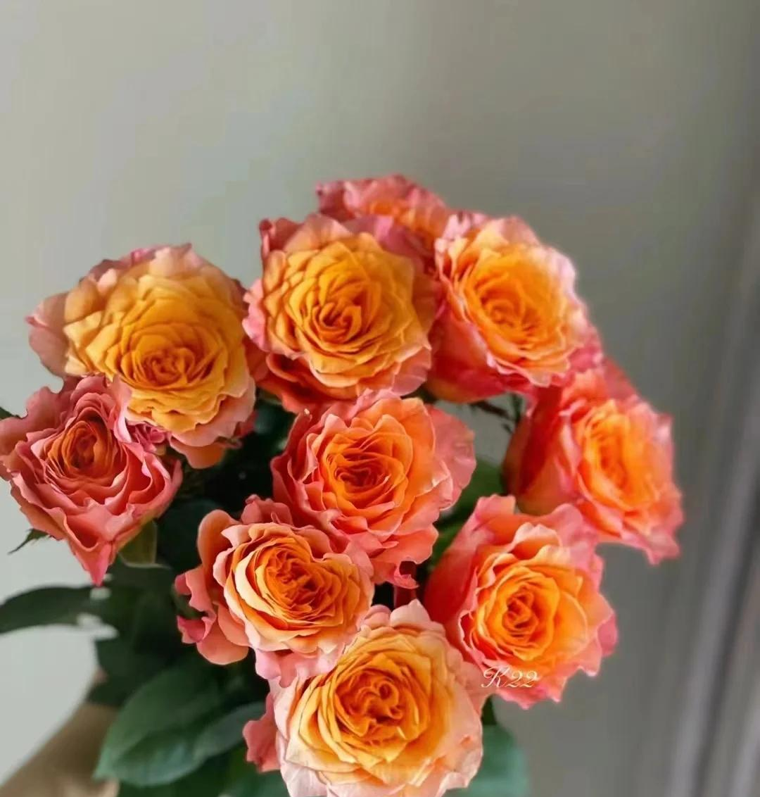 火烈鸟玫瑰 昆明鲜花基地直发鲜切花10支