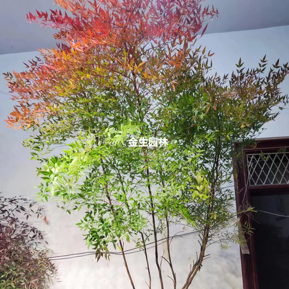 火焰南天竹树苗阳台客厅绿植大盆栽水养庭院土培四季变色耐寒老桩