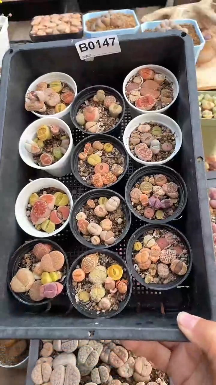 【闪购商品】0147 比较小 不售后