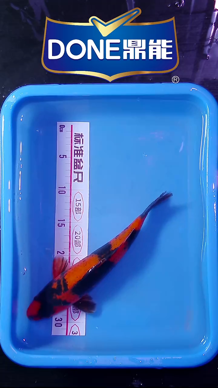 锦鲤鱼悦直播间菁选 对版发货 8号