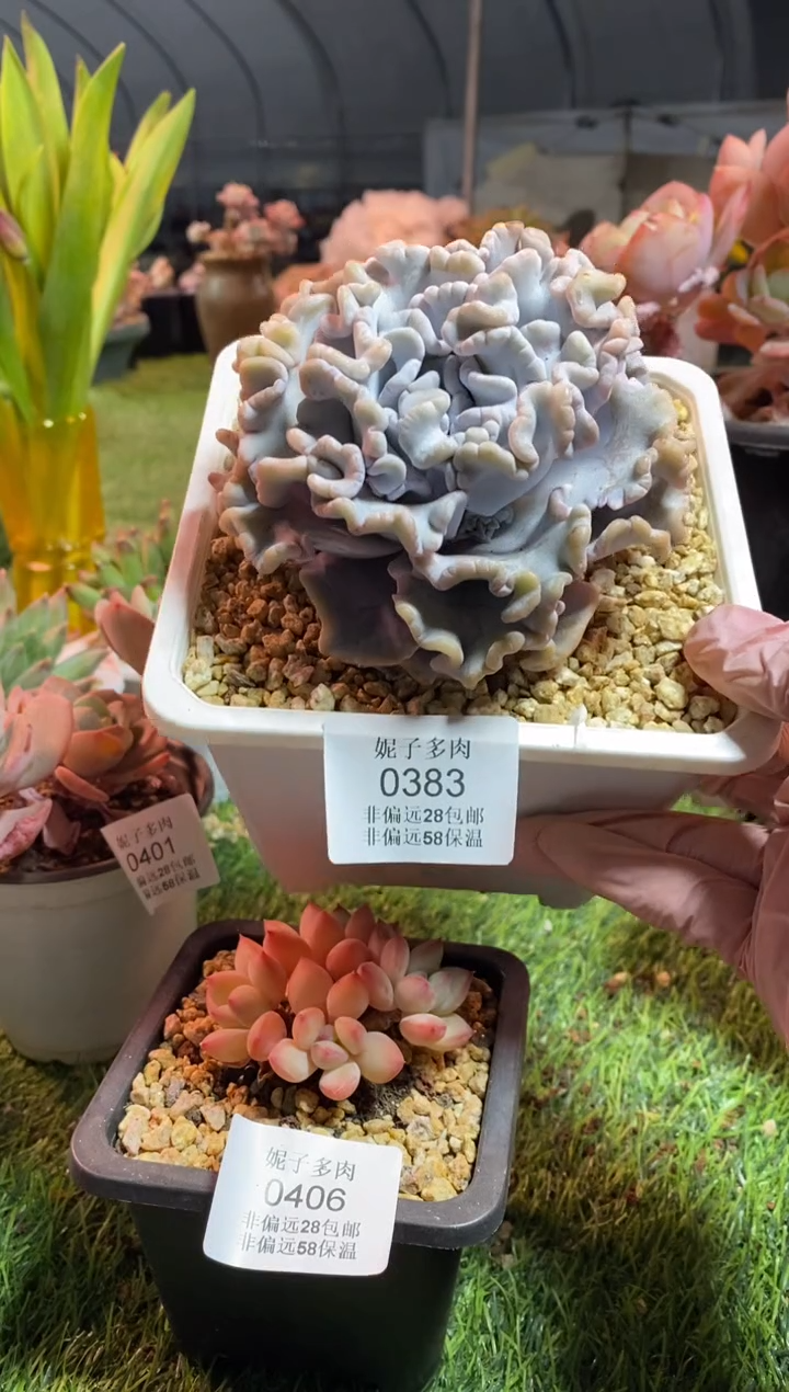 【闪购商品】0383a