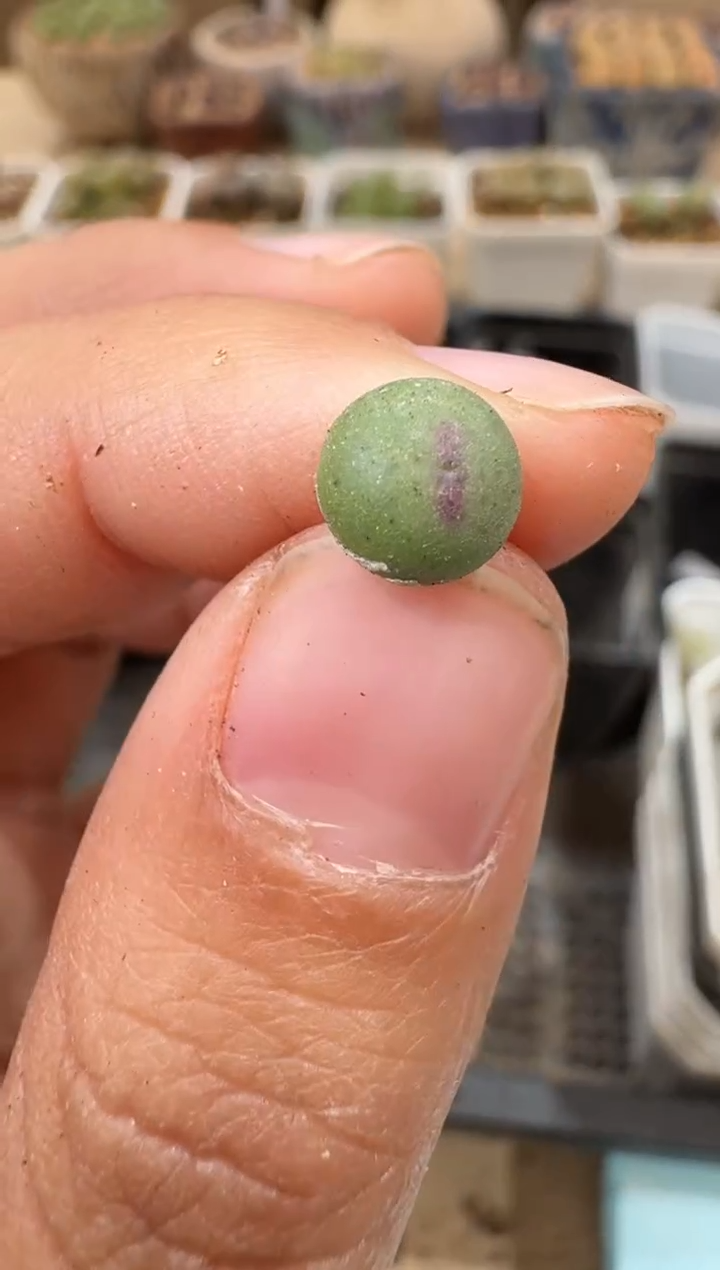 多肉植物肉锥4-37