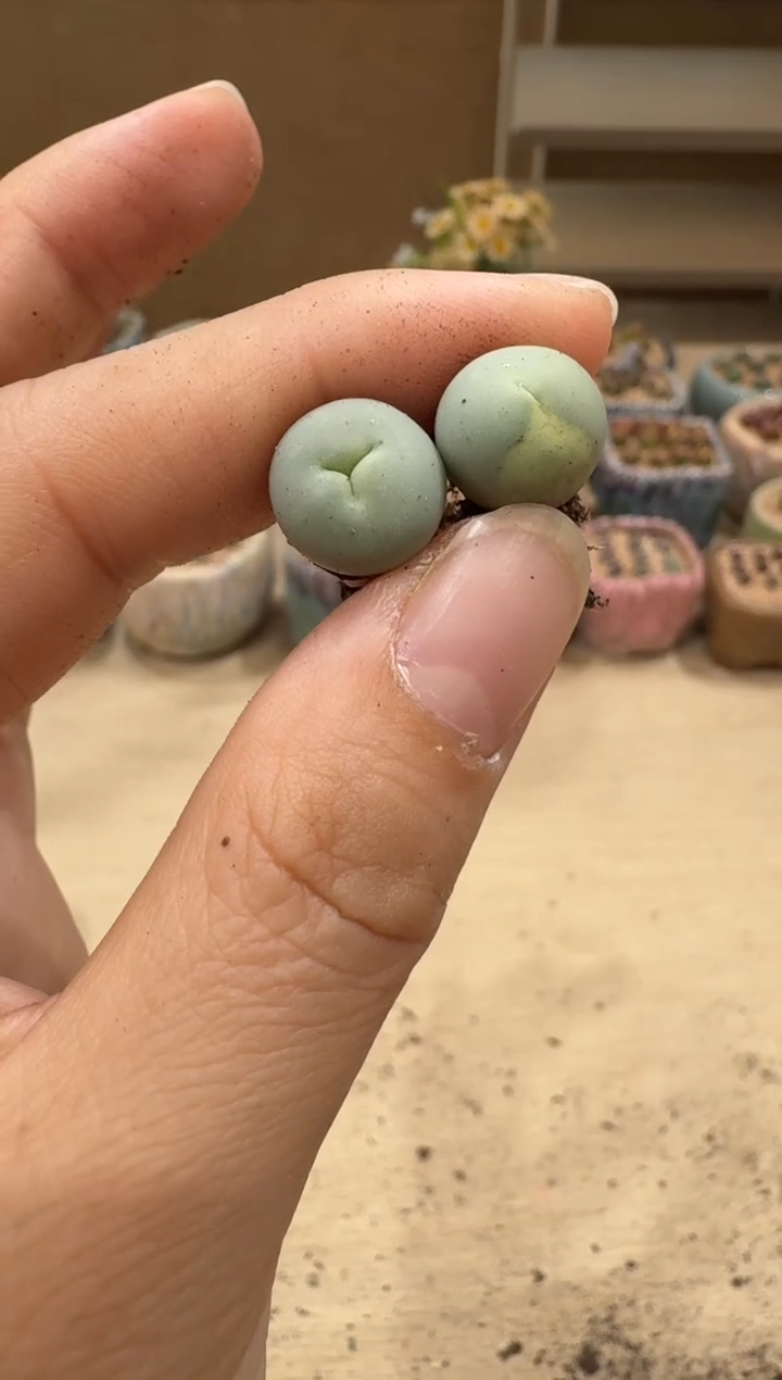 8-14多肉植物肉锥