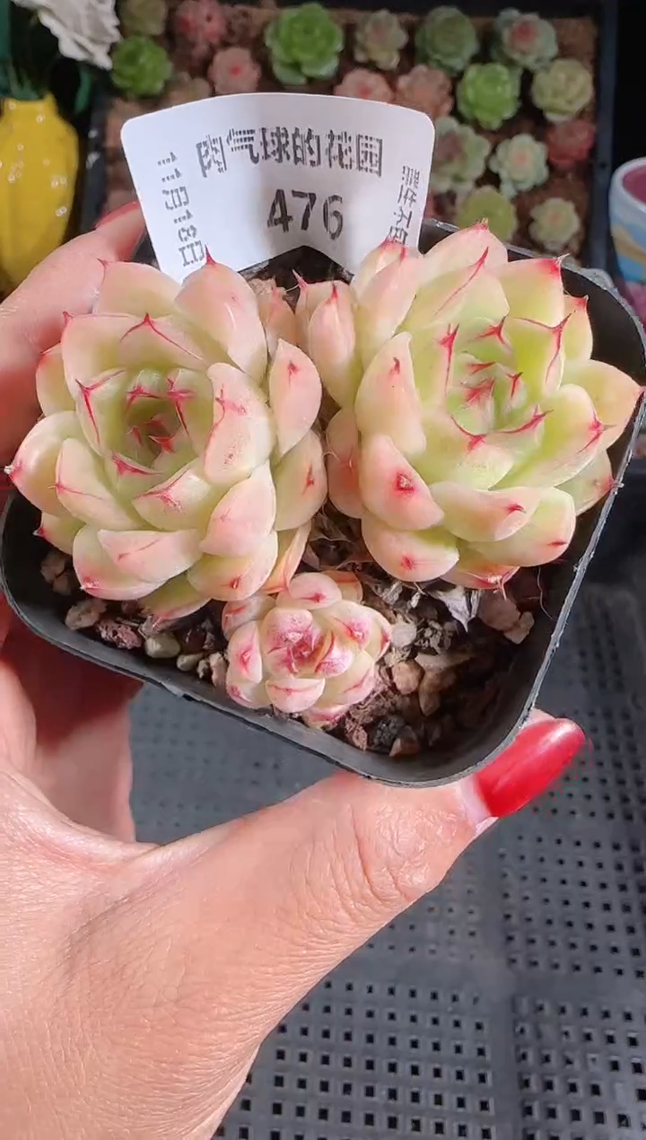  1118-476麦秆群生不包整