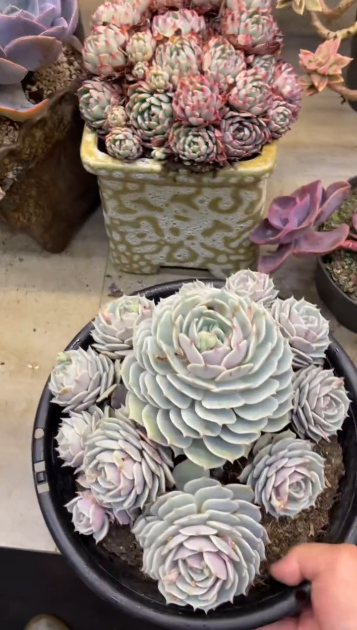 【闪购商品】161露娜莲不包损