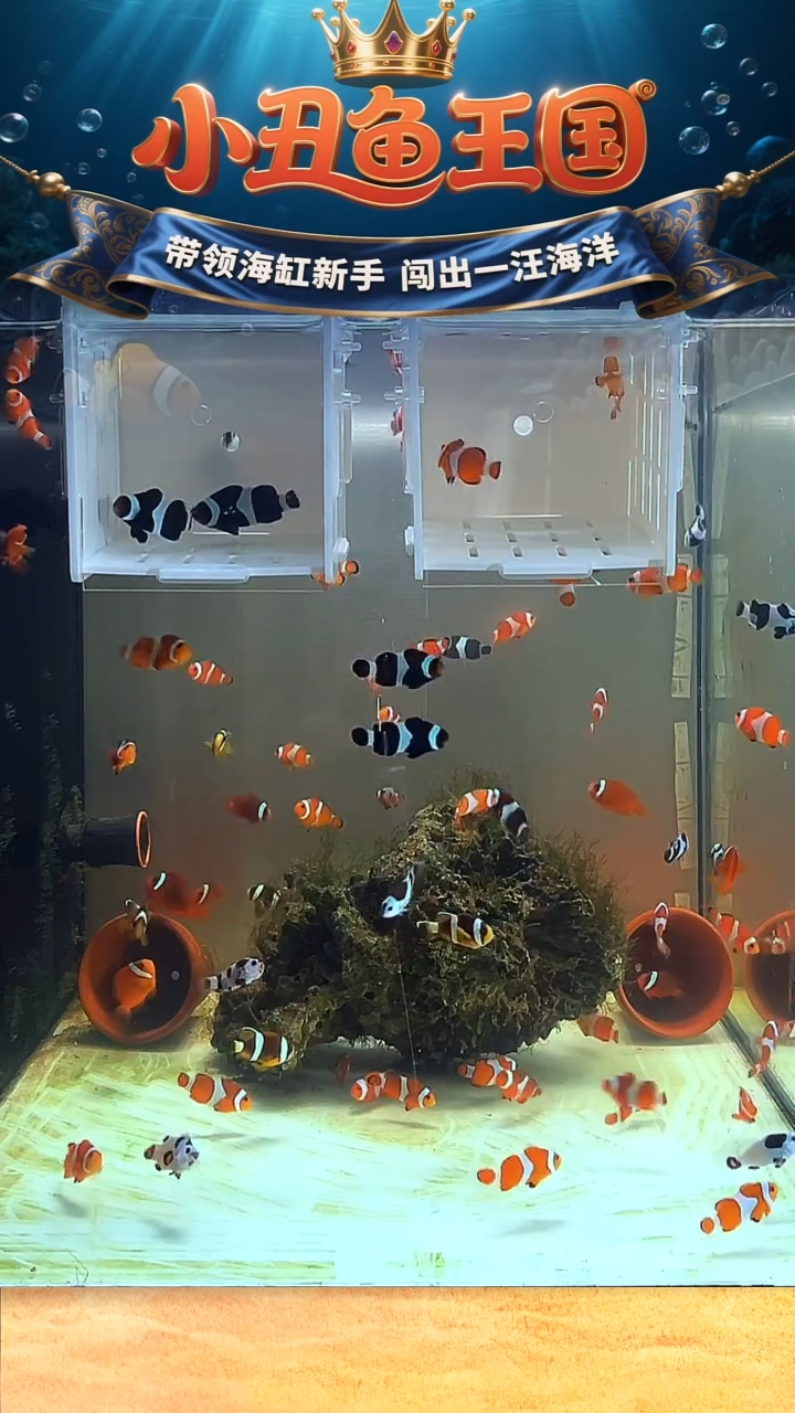 海水鱼一对奥黑 一对3.5-4公子