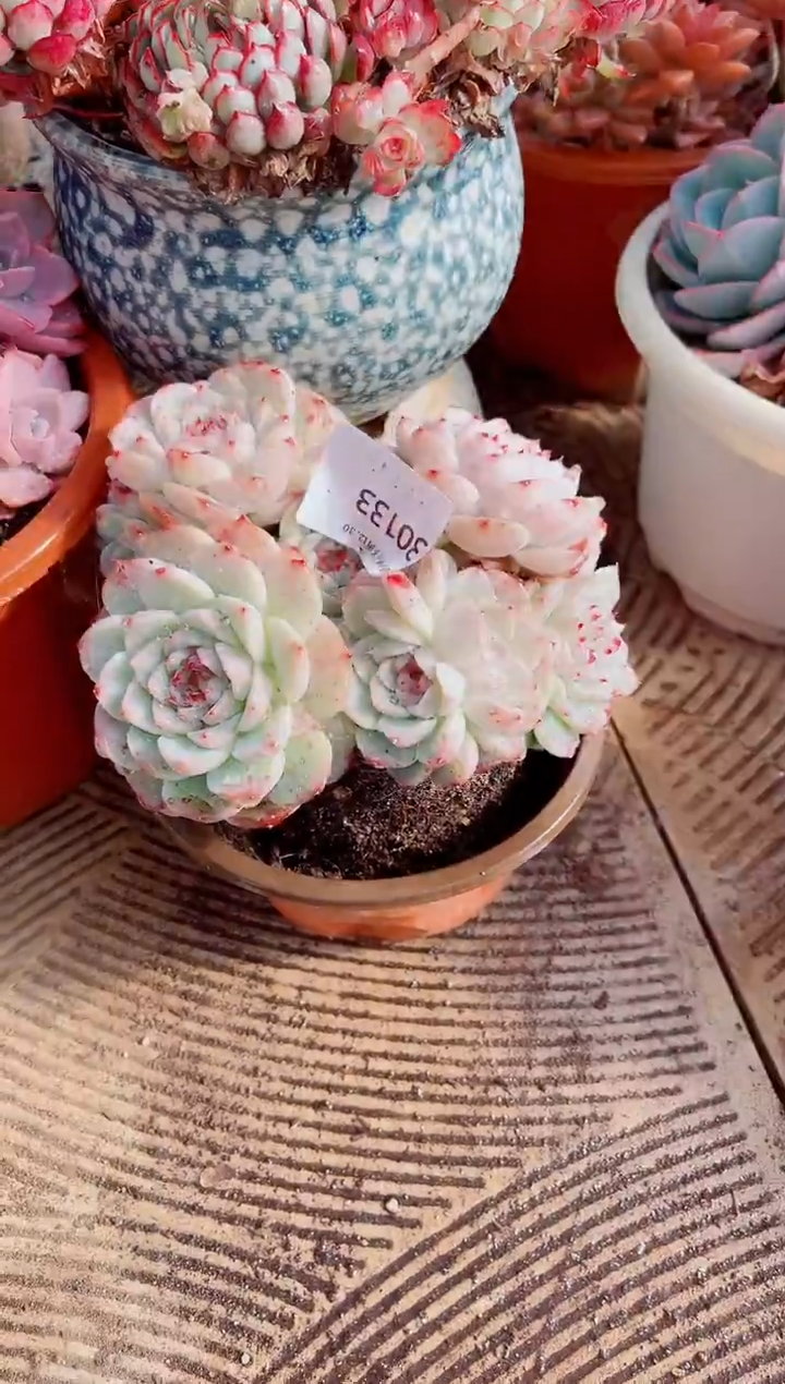 南**弦跃跃精品多肉30133