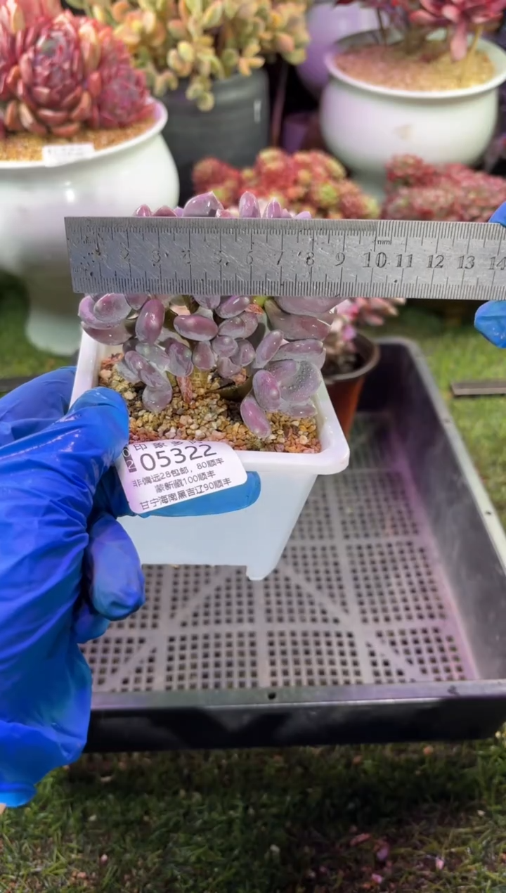 【闪购商品】05322