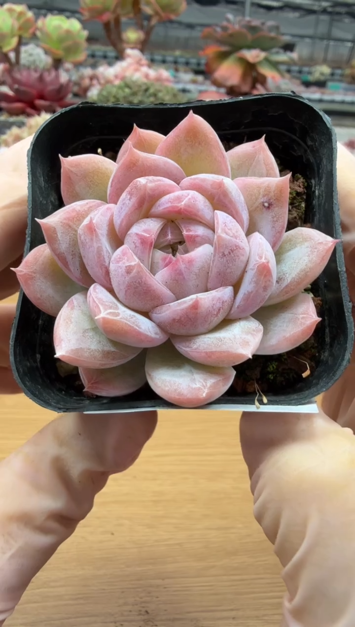 东云多肉园二店-47