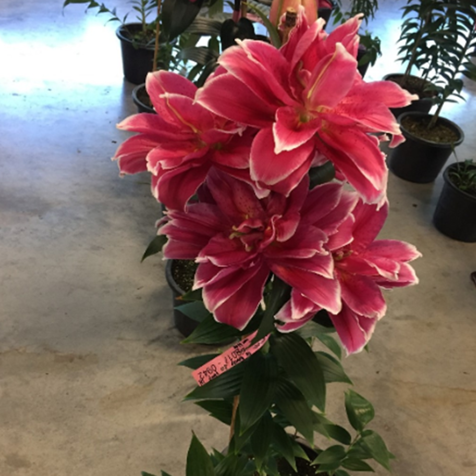 【红缘】13/15 重瓣香水百合进口种球种植盆栽地栽四季栽种