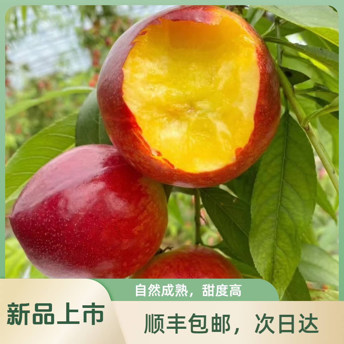 【福利爆款】湖北黄肉油桃【顺丰包邮次日达】2斤中果湖北省