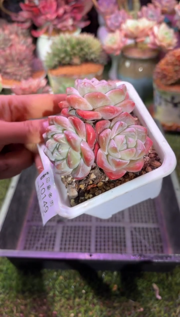 【闪购商品】10149