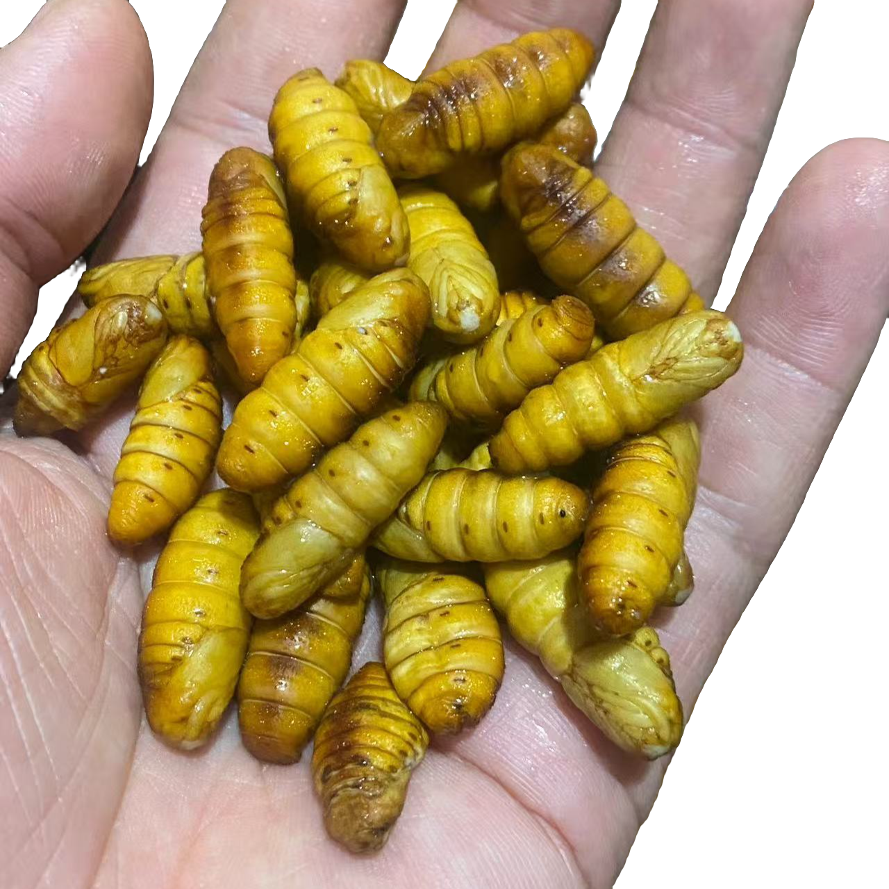 新鲜精品手选蚕蛹（个个带黄）2斤装保证品质