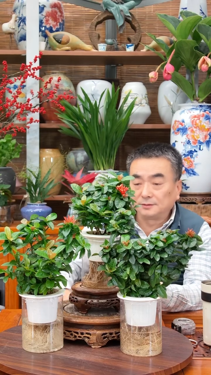 全部花苞 水之韵水培红色龙船花