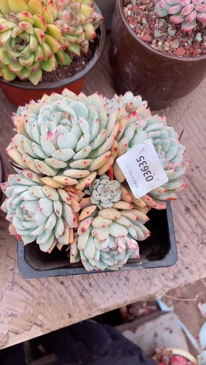 【闪购商品】03635