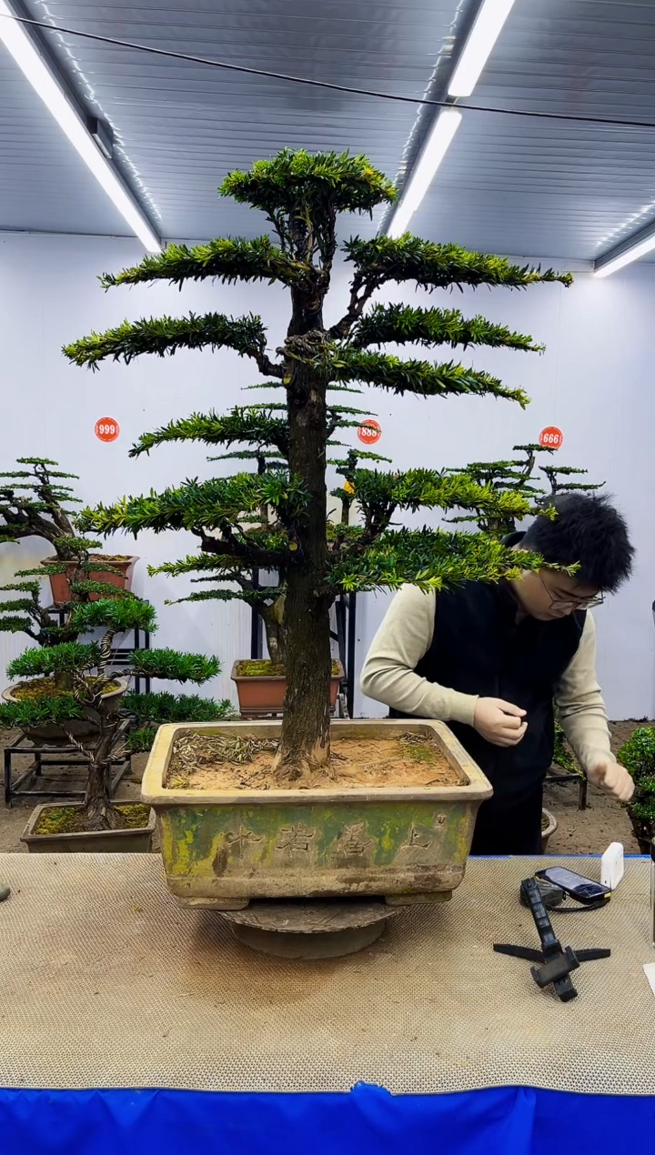 完全开放沈*一物一拍，所见即所得